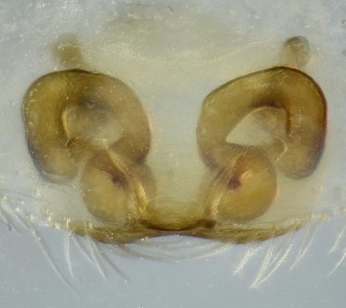 Réf. 242 040 : Zora nemoralis